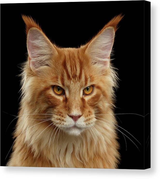 Angry Canvas Print featuring the photograph Angry Ginger Maine Coon Cat Gazing on Black background #3 by Sergey Taran