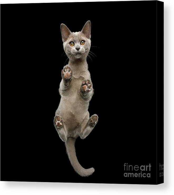 Pads Canvas Print featuring the photograph Bottom view of Kitten by Sergey Taran