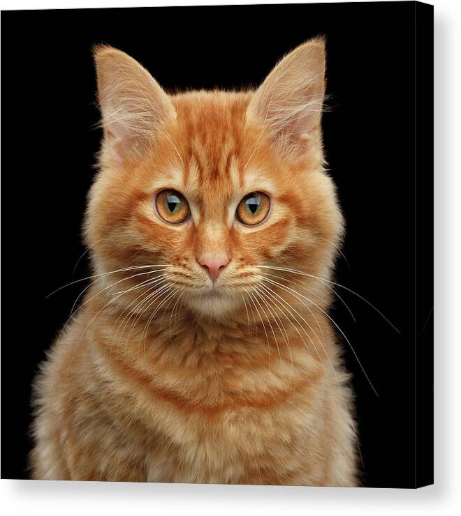 Close-up Canvas Print featuring the photograph Close-up Portrait of Ginger Kitty on Black by Sergey Taran
