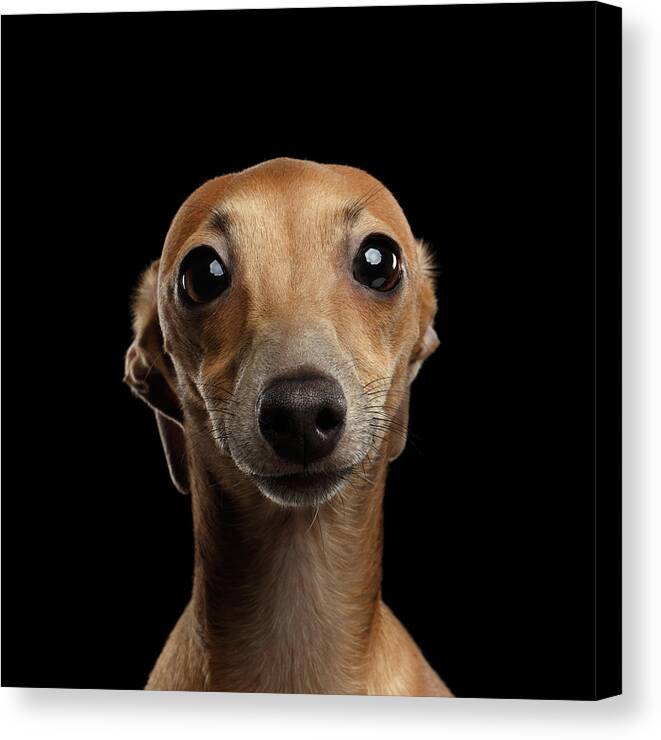 Greyhound Canvas Print featuring the photograph Closeup Portrait Italian Greyhound Dog Looking in Camera isolated Black by Sergey Taran
