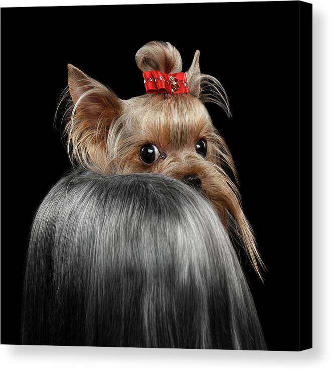  Closeup Canvas Print featuring the photograph Closeup Yorkshire Terrier Dog, long groomed Hair Pity Looking back by Sergey Taran