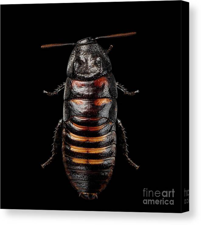 Cockroach Canvas Print featuring the photograph Madagascar hissing cockroach by Sergey Taran