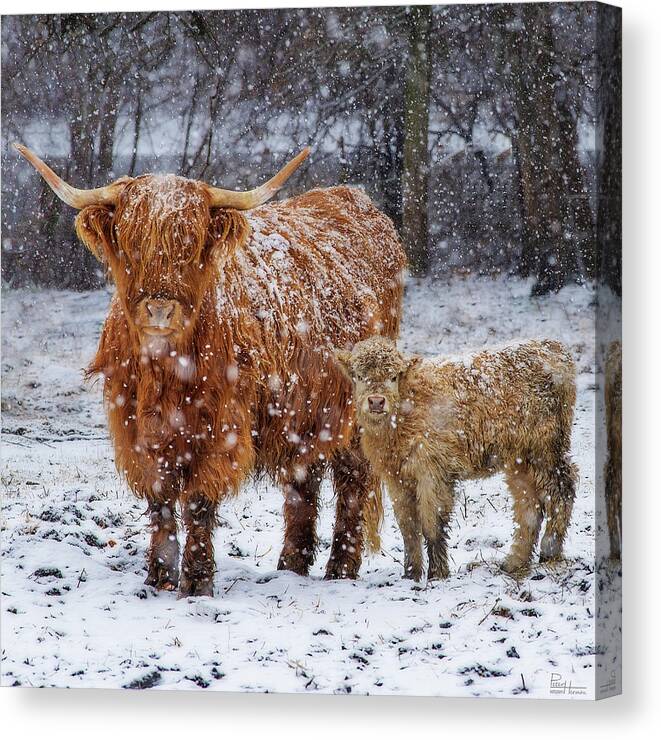 Scottish Highland Cow Coo Coos Cattle Longhorn Snow Pasture Wisconsin Wi Winter Canvas Print featuring the photograph Mother's Love - Scottish Highland cow and calf in snowy pasture by Peter Herman