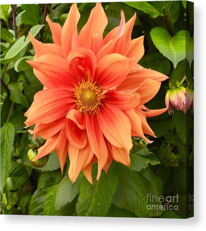 Flower Canvas Print featuring the photograph Orange Delight by Suzanne Lorenz