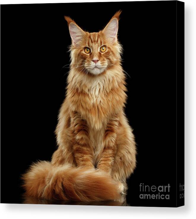 Angry Canvas Print featuring the photograph Portrait of Ginger Maine Coon Cat Isolated on Black Background by Sergey Taran