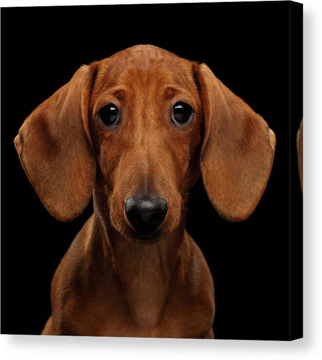 Smooth-haired Canvas Print featuring the photograph Smooth-haired Dachshund by Sergey Taran