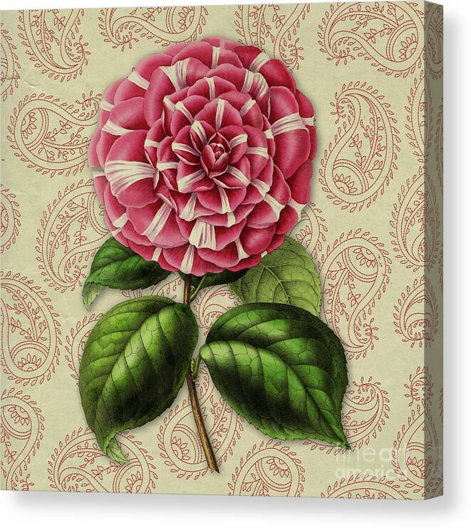 Camellia Japonica Canvas Print featuring the digital art Vintage Botanical Pink Flower Camellia japonica by Amy Cicconi