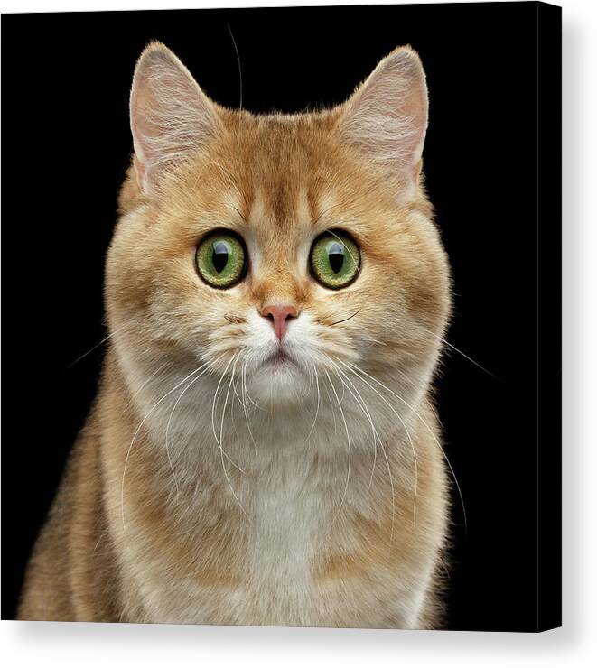 British Canvas Print featuring the photograph Close-up portrait of Golden British Cat with green eyes by Sergey Taran