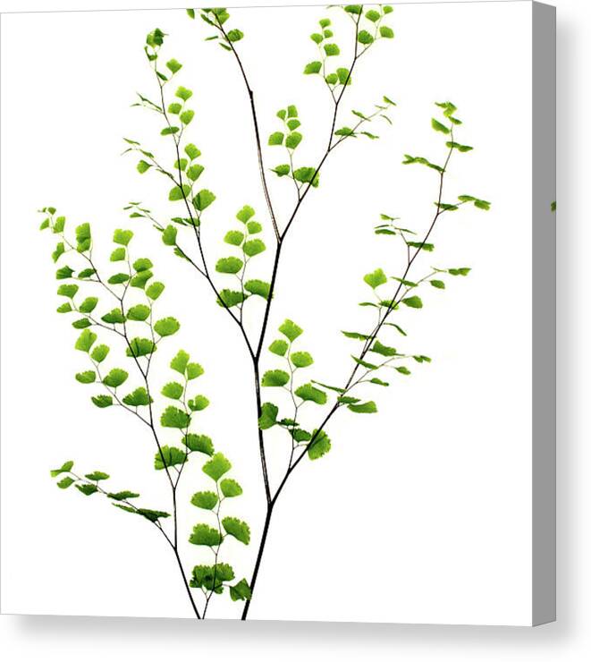 Ginkgo Tree Canvas Print featuring the photograph Fern, Maidenhair by Claylib