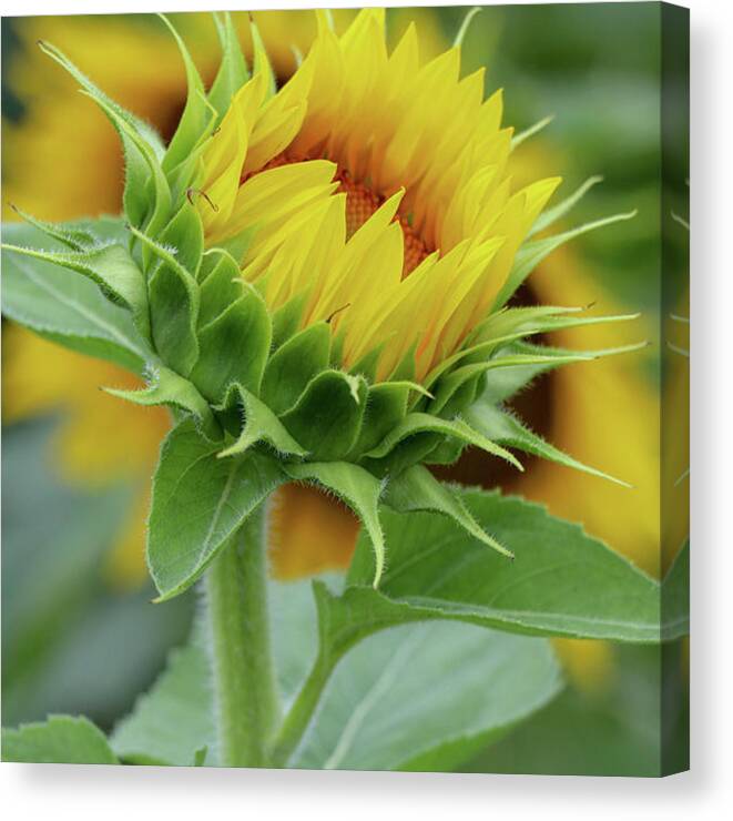Sunflower Canvas Print featuring the photograph Just Before Full Bloom by Mary Anne Delgado