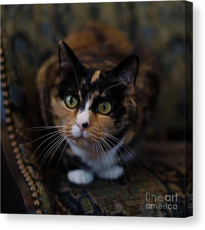 Calico Cat Canvas Print featuring the photograph Mischa by Irina ArchAngelSkaya