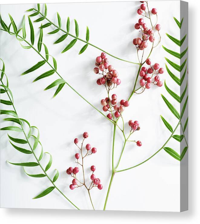 White Background Canvas Print featuring the photograph Pink Peppercorn Branch On White by Amy Neunsinger