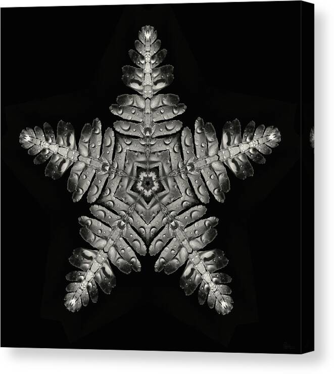 Asteroidea Canvas Print featuring the photograph Asteroidea Polypodiophyta - Starfish Fern creation by Peter Herman