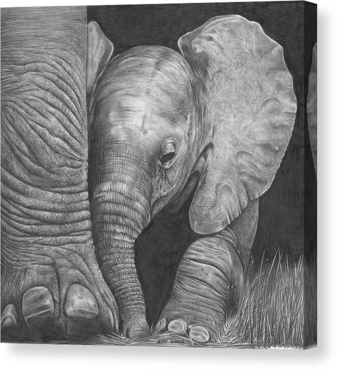 Elephant Canvas Print featuring the drawing Baby Elephant by Jerry Winick