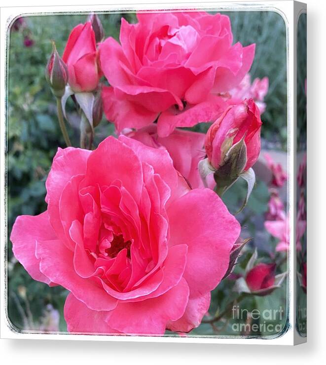 Pink Canvas Print featuring the photograph Dusty Rose by Wendy Golden