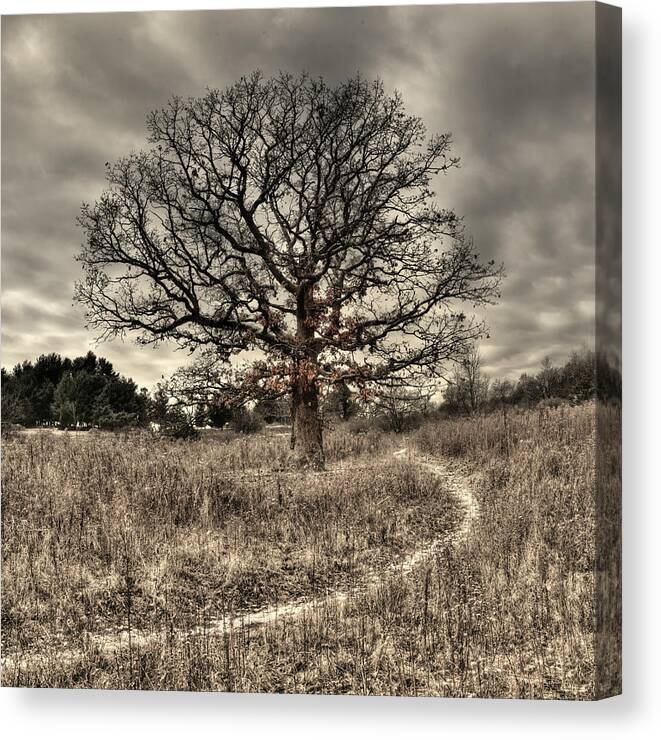 Oak Canvas Print featuring the photograph First Skiff - snowy path around the big oak at Prairie Moraine dog park WI by Peter Herman