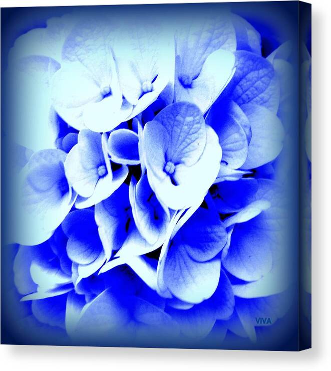 Blue Canvas Print featuring the photograph Hydrangea - Blue by VIVA Anderson