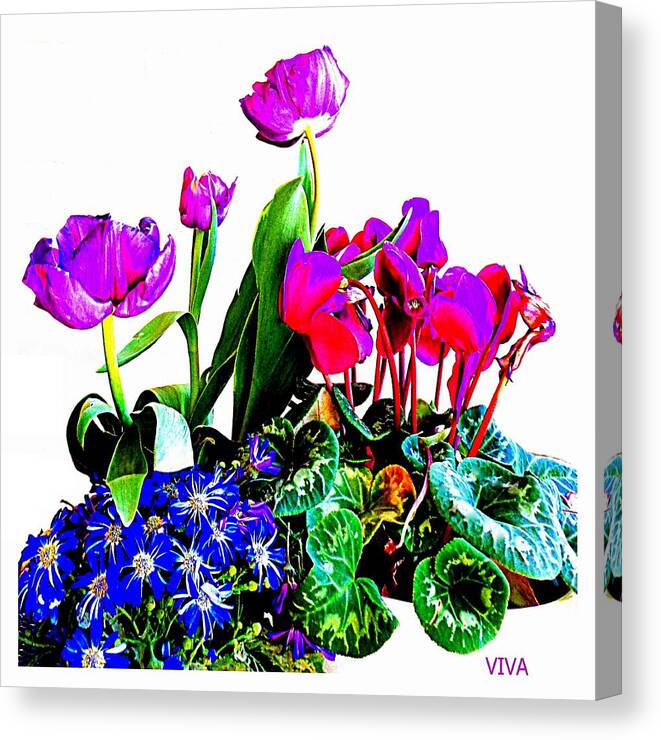 Tulips Canvas Print featuring the photograph It's Tulip Time by VIVA Anderson