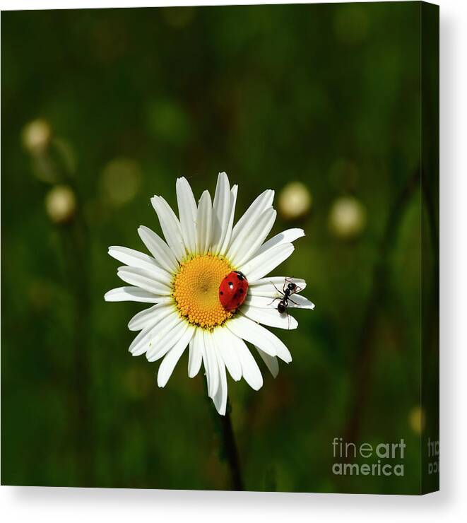 Ladybird White Flower Daisy Ladybug Large Canvas Wall Art Picture Print Flowers