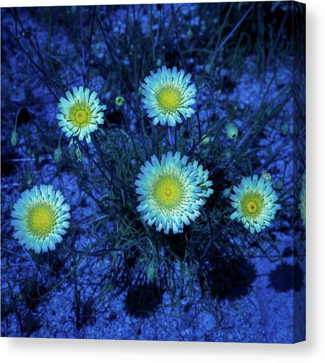 Mojave Canvas Print featuring the photograph Mojave Flowers by Matt Deifer