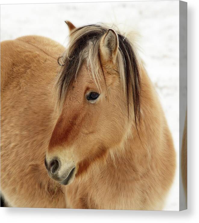 Norwegian Fjord Horse Canvas Print featuring the photograph Norwegian Fjord Horse Colt - in ND winter scene by Peter Herman