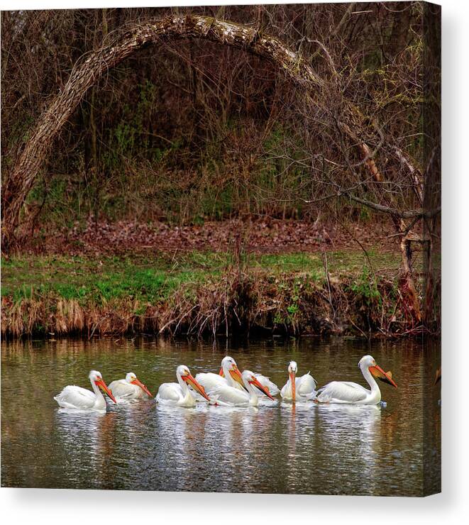 Pelicans Canvas Print featuring the photograph Pelicans at Viking Park #5 of 7 - Stoughton Wisconsin by Peter Herman