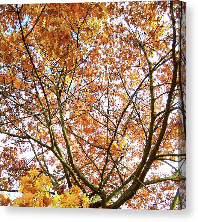 Autumn Canvas Print featuring the photograph Singing For Our Soul by Rebecca Harman