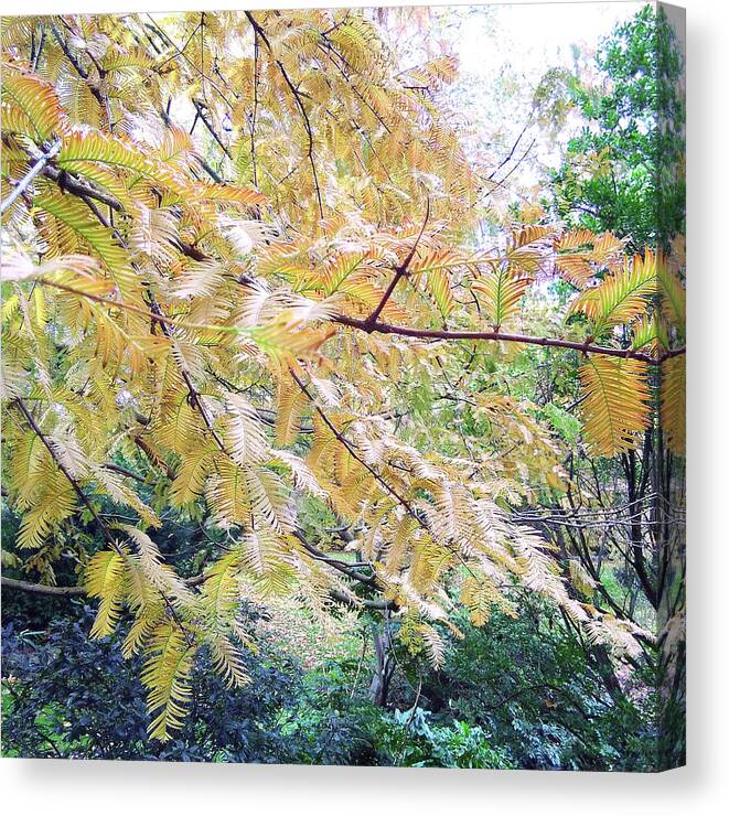 Pine Canvas Print featuring the photograph Swaying in Time by Rebecca Harman