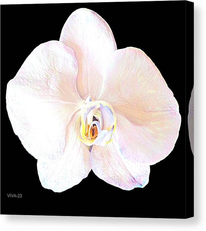 White Orchid Canvas Print featuring the photograph White Orchid Intimacy by VIVA Anderson