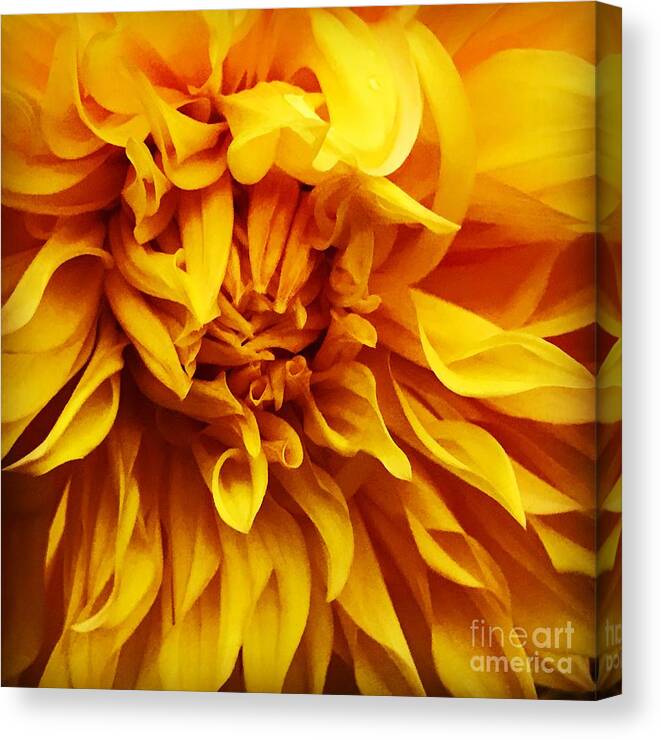 Yellow Canvas Print featuring the photograph Yellow Dalia by Suzanne Lorenz