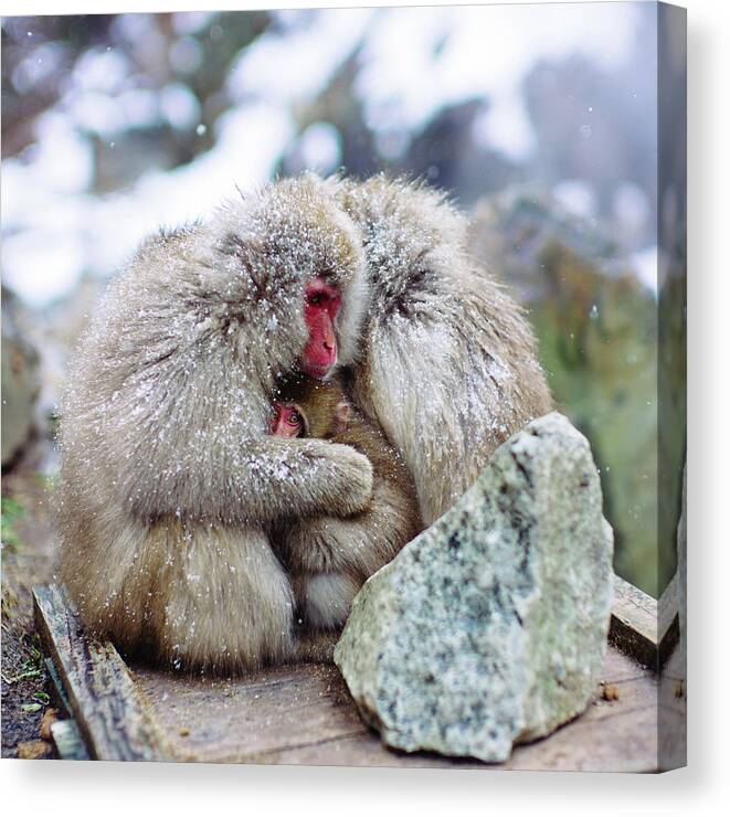 Hell's Valley Canvas Print featuring the photograph Zen Jigokudani Monkey Park, Nagano, Japan by Eugene Nikiforov