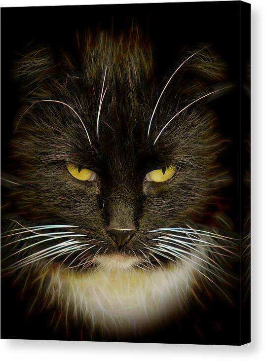 #house#world#cat#brilliant#concept#abstract#art#digital#hunter#colours#yard#fine#light#portrait#fine# Canvas Print featuring the photograph Brilliant Cat... by Aleksandrs Drozdovs