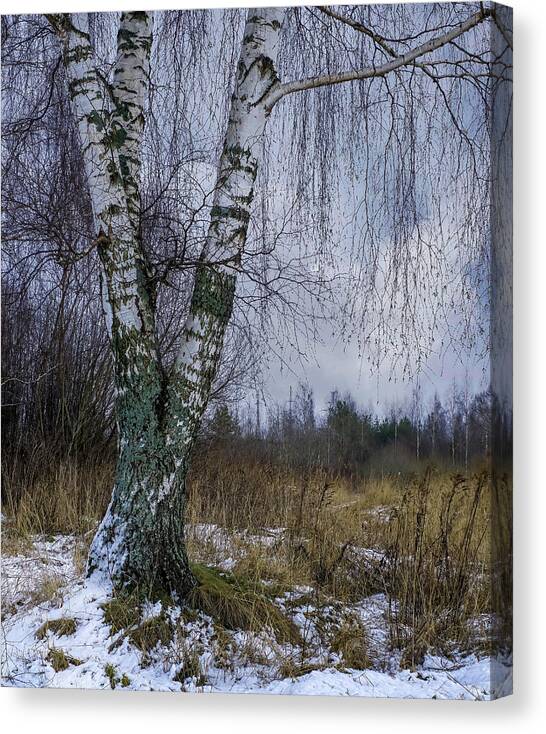 Birch Tree Canvas Print featuring the photograph Birch My White Friend Latvia by Aleksandrs Drozdovs