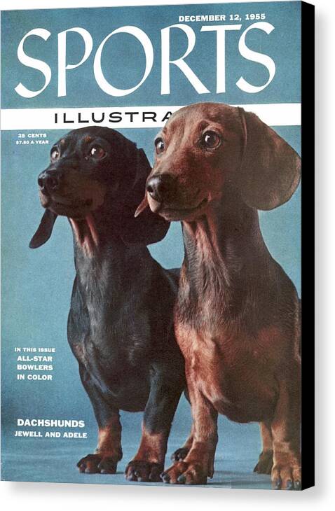Magazine Cover Canvas Print featuring the photograph Dachshunds Sports Illustrated Cover by Sports Illustrated