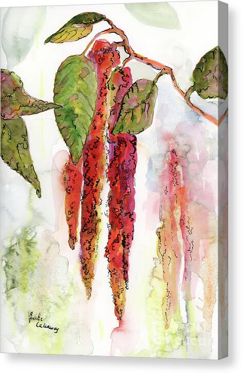 Watercolor Canvas Print featuring the painting Red Amaranth Modern Botanical by Ginette Callaway