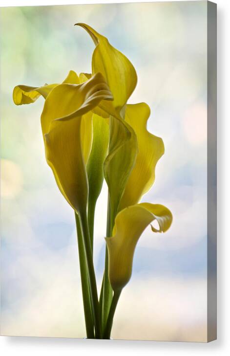 Calla Lily Canvas Print featuring the photograph Calla by Richard Cummings