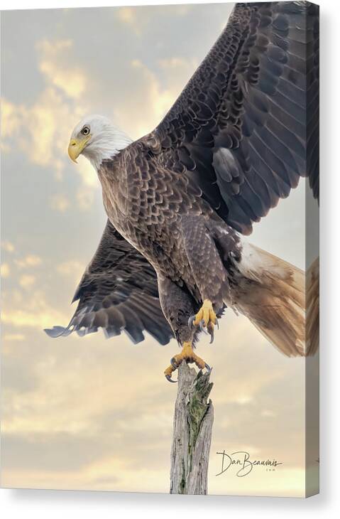 Eagle Canvas Print featuring the photograph Bald Eagle Takeoff 1116 by Dan Beauvais