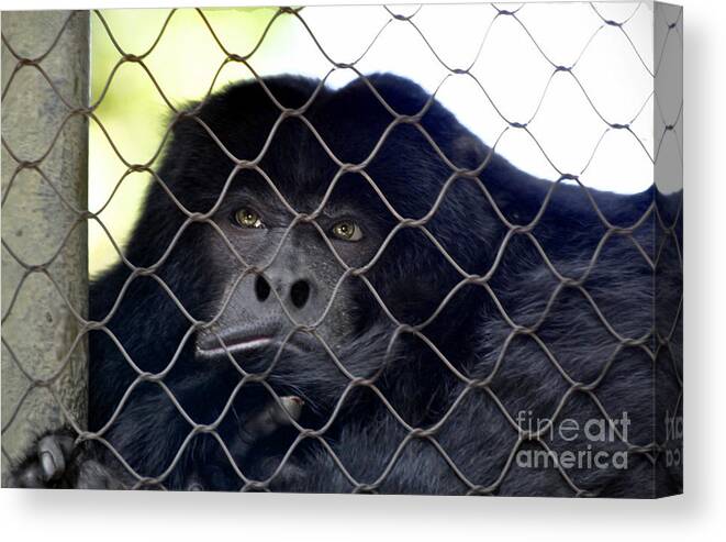  Black Howler Monkey Canvas Print featuring the photograph Black Howler Monkey #2 by Savannah Gibbs