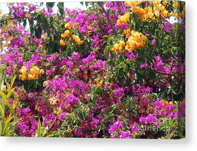 Bougainvillea Canvas Print featuring the photograph  Hot color Patches by Arik Baltinester