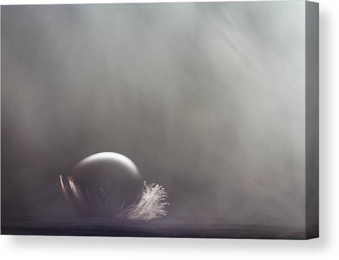 Feather Canvas Print featuring the photograph ... by Miroslav Svatos