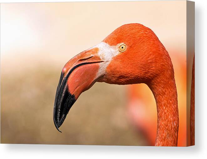 Phoenicopterus Ruber Canvas Print featuring the photograph Muck Raker by Theo OConnor