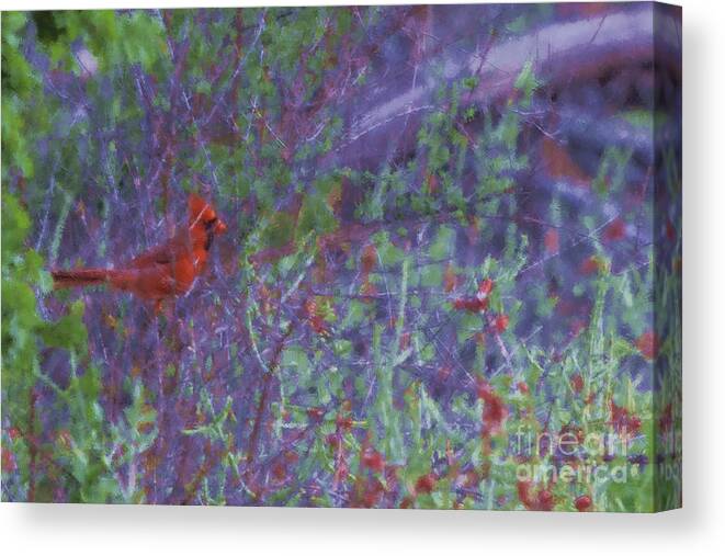 Red Cardinal Canvas Print featuring the photograph Red Cardinal- Canyon of the Eagles by Douglas Barnard