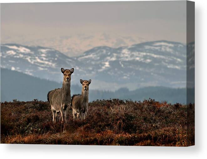 Sika Deer Canvas Print featuring the photograph  Sika Deer by Gavin Macrae
