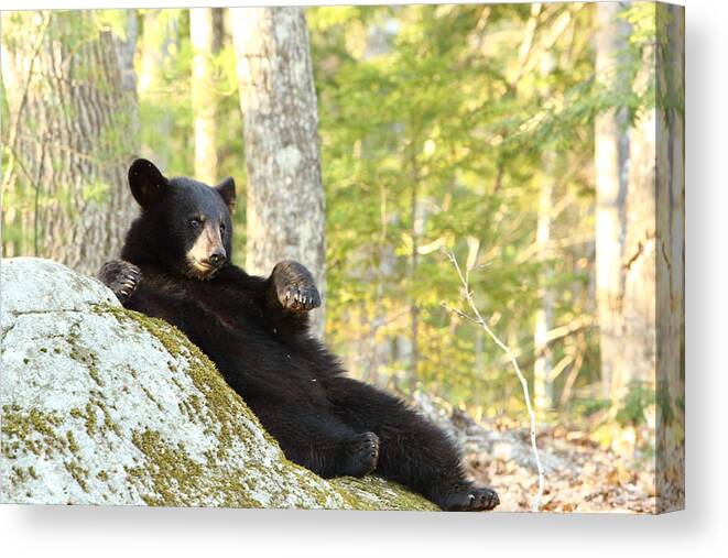 Bear Canvas Print featuring the photograph Using the Granite Recliner by Duane Cross