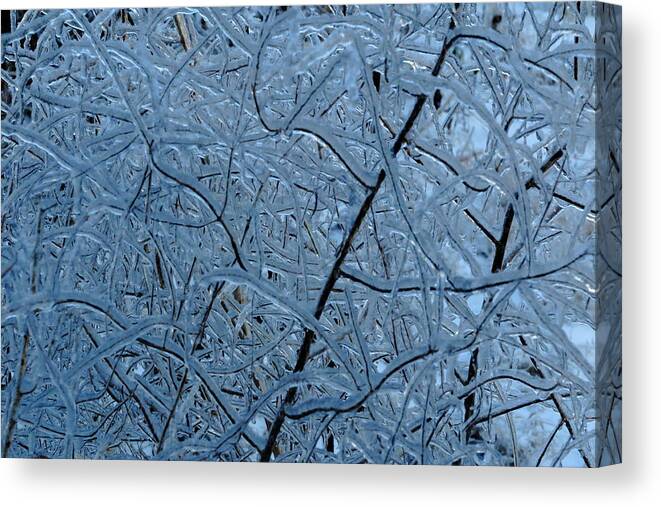 Ice Canvas Print featuring the photograph Vegetation After Ice Storm by Daniel Reed