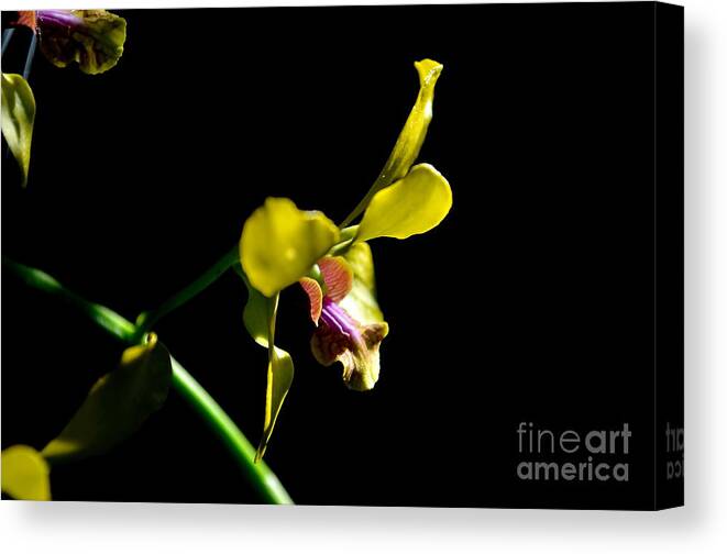 Nature Canvas Print featuring the photograph Yellow Orchid by Michelle Meenawong
