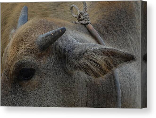 Michelle Meenawong Canvas Print featuring the photograph Young Buffalo by Michelle Meenawong
