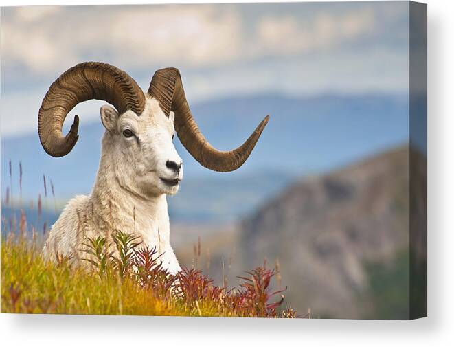Jones Canvas Print featuring the photograph Adult Dall Sheep Ram Resting #1 by Michael Jones