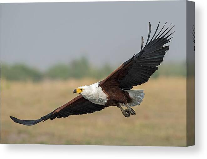 Africa Canvas Print featuring the photograph African Fish Eagle by Tony Camacho/science Photo Library
