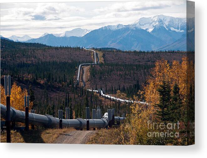 Nature Canvas Print featuring the photograph Alaska Oil Pipeline by Mark Newman